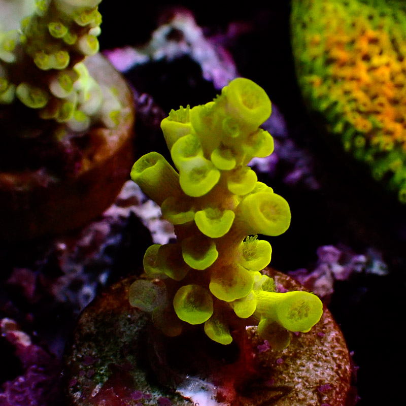 Acropora Neon Acropora Neon