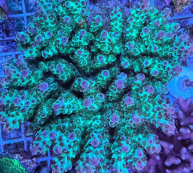zahlungsarten_1920x1920 Acropora SPS Koralle mit verzweigter Struktur in kräftigem Türkisgrün