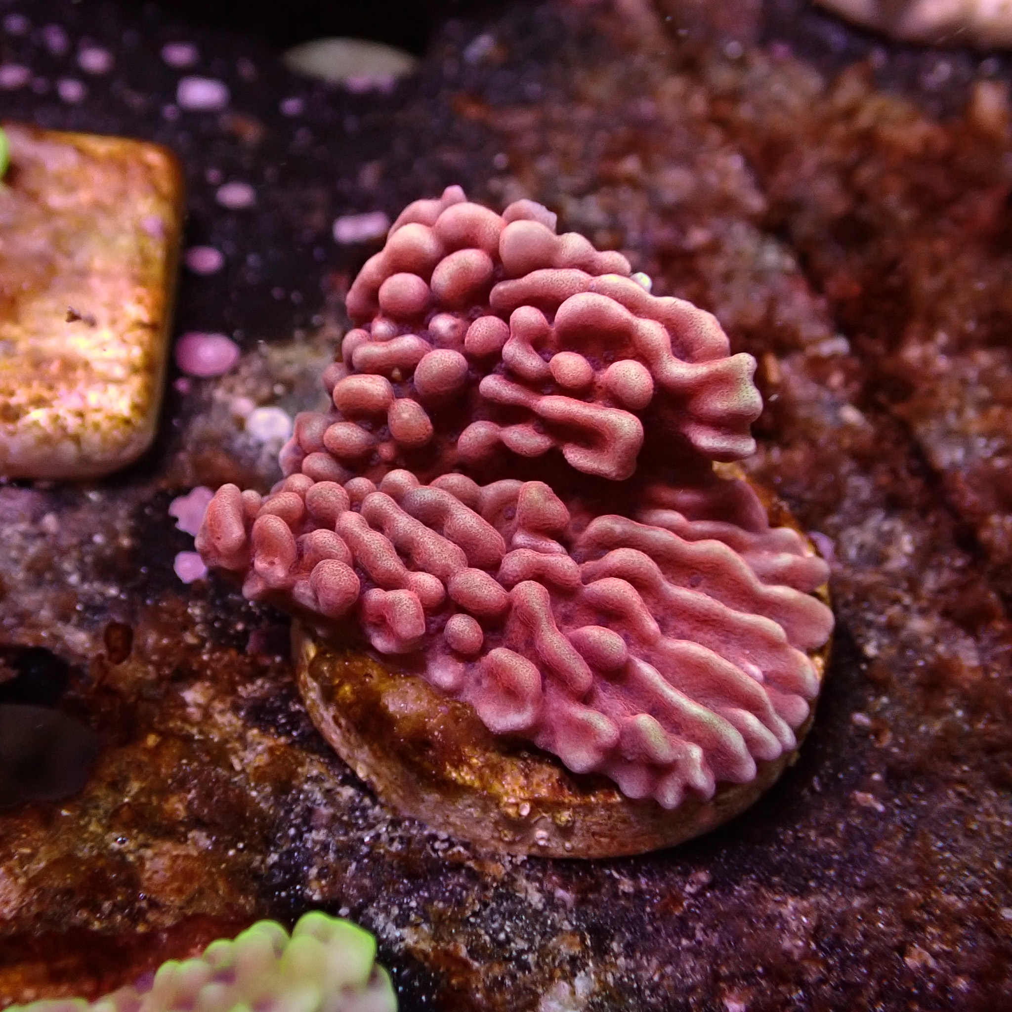 Montipora Mean Streak Frag 13