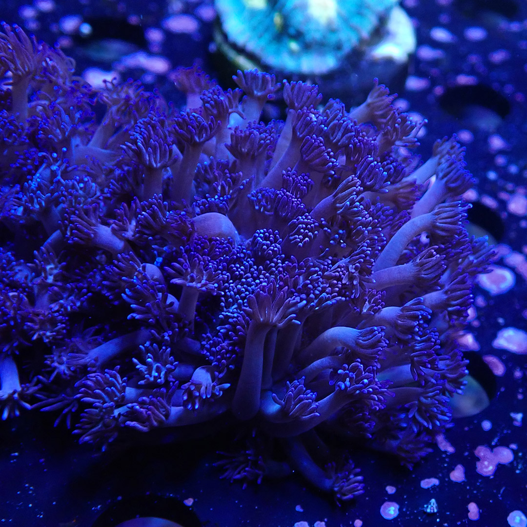 Goniopora Metallic Blue Frag 02 Goniopora Metallic Blue Frag 02