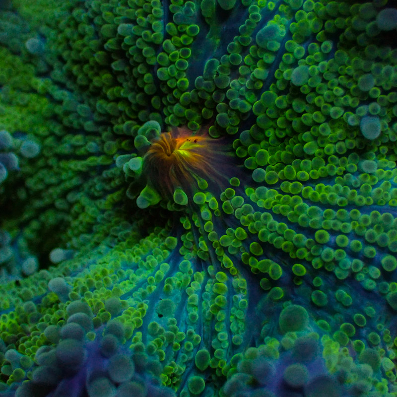 Ricordea Yuma Ricordea Yuma