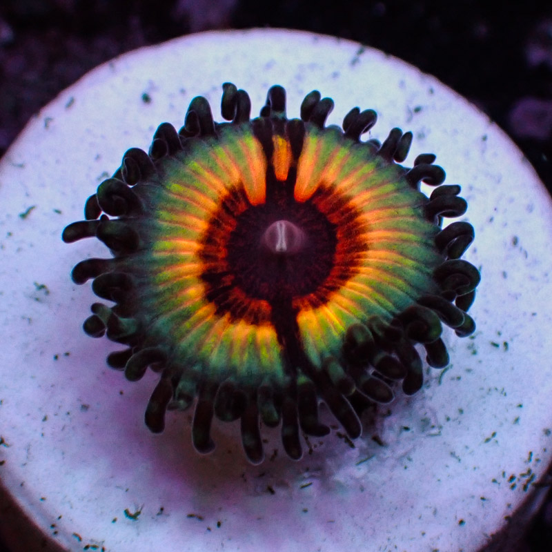 Zoanthus MC Sonic Flare Zoanthus MC Sonic Flare