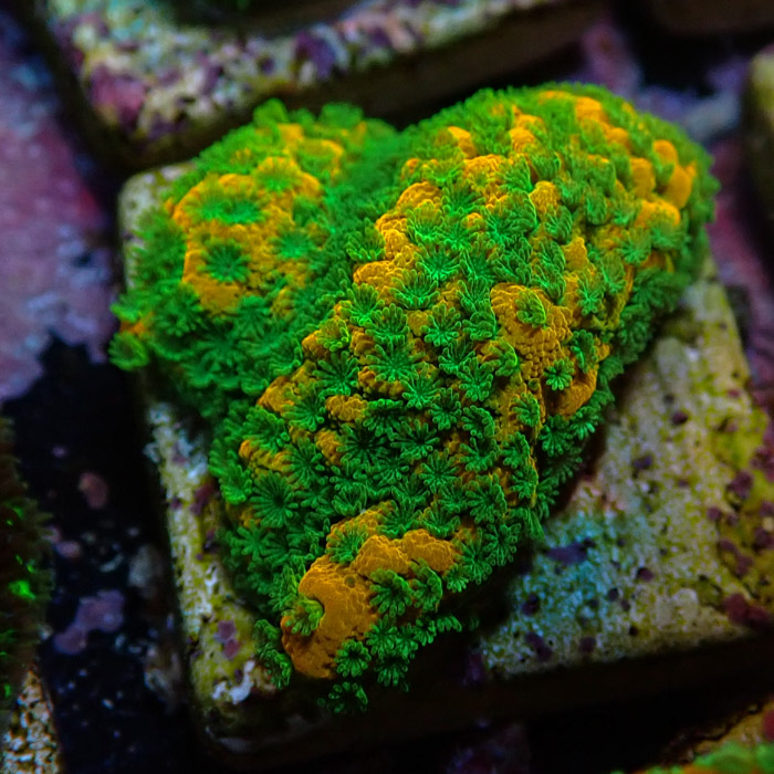 Montipora MC Sweet Tooth Frag 09 Montipora MC Sweet Tooth Frag 09