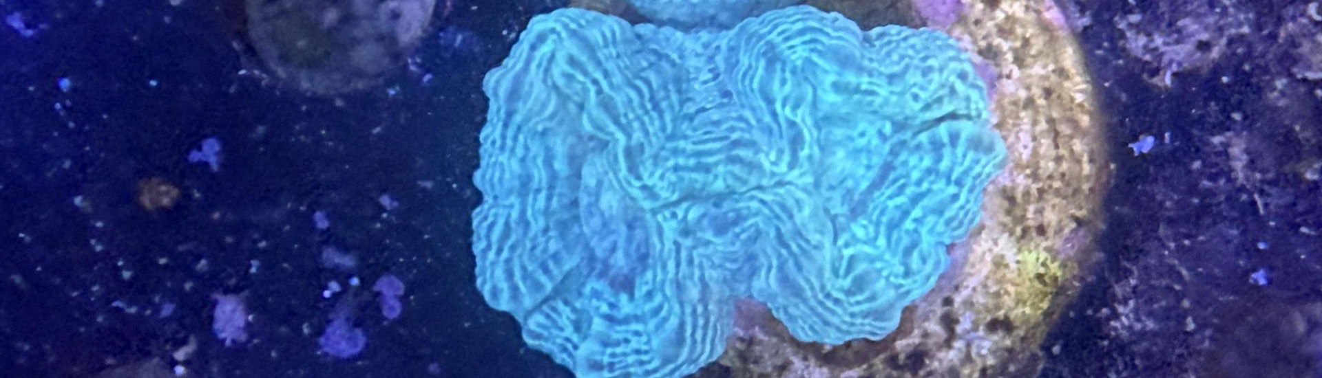 Türkise Caulastrea Koralle – leuchtende Farben für dein Meerwasseraquarium