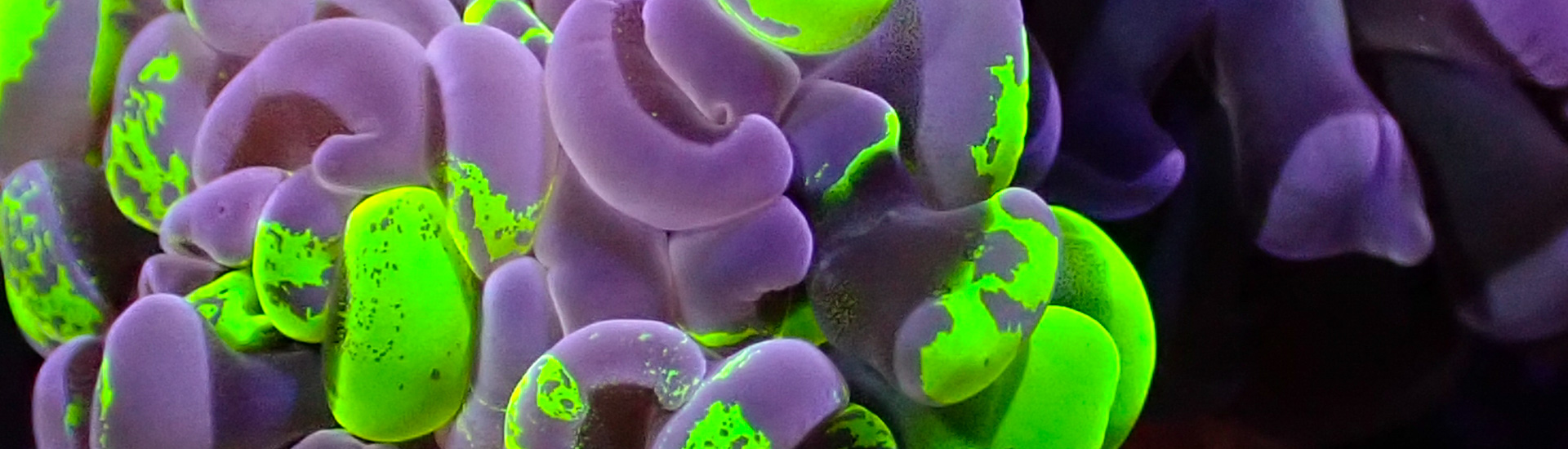 paraancora-kategorie-whatsapp Nahaufnahme einer Paraancora unter Blaulicht