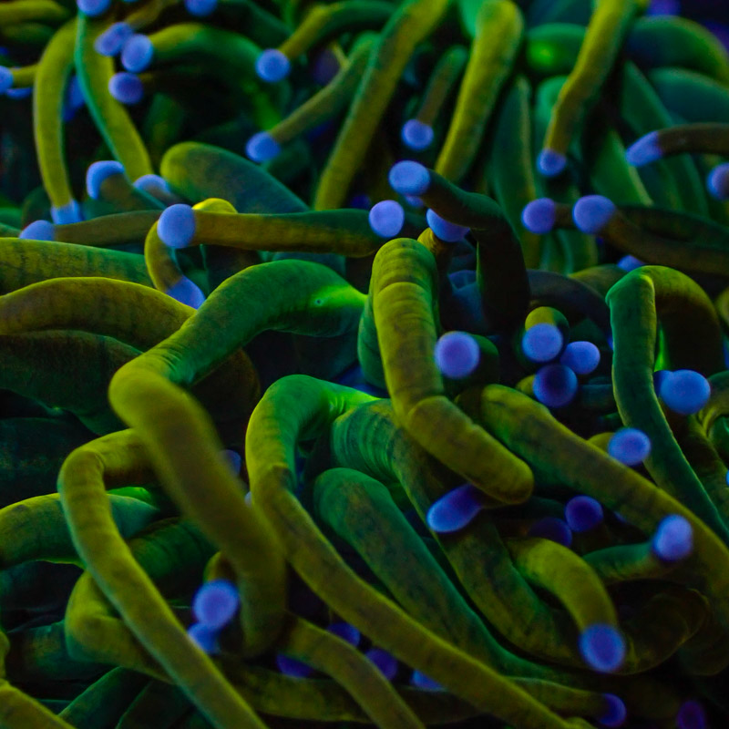 Euphyllia Highlighter Torch Euphyllia Highlighter Torch