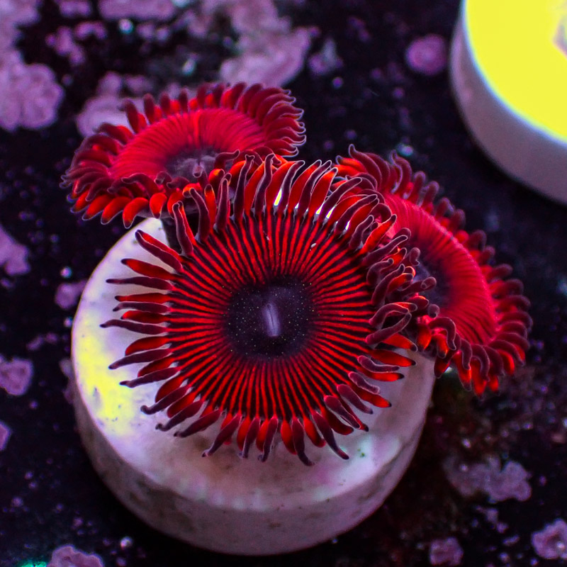 Zoanthus MC Cinder US-Style