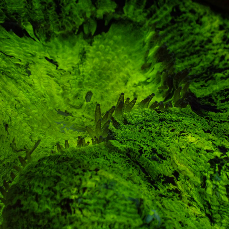 Trachyphyllia Trachyphyllia