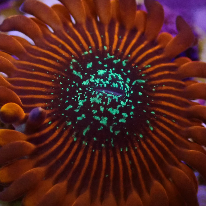 Zoanthus MC Red Magician Zoanthus MC Red Magician