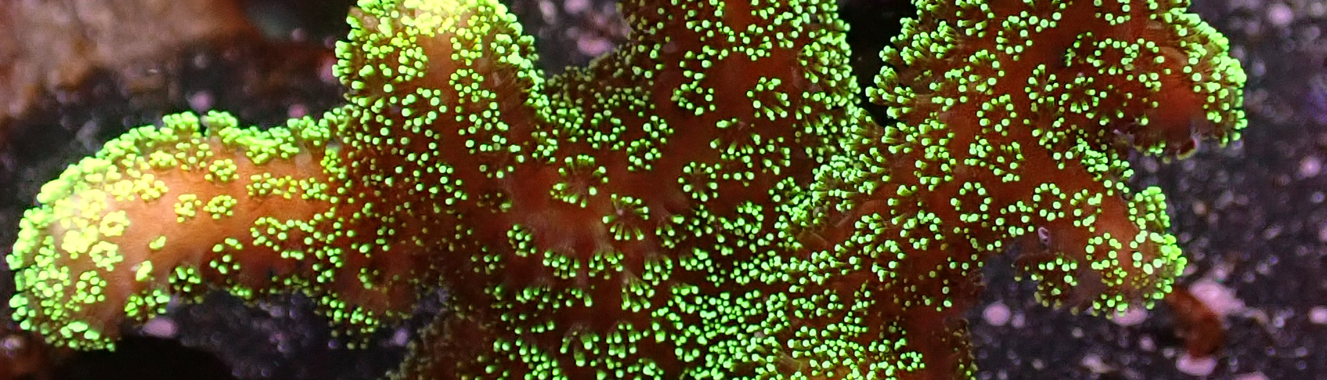 pocillopora-kategorie-whatsapp Pocillopora in pastelligem Grün auf Ablegerstein