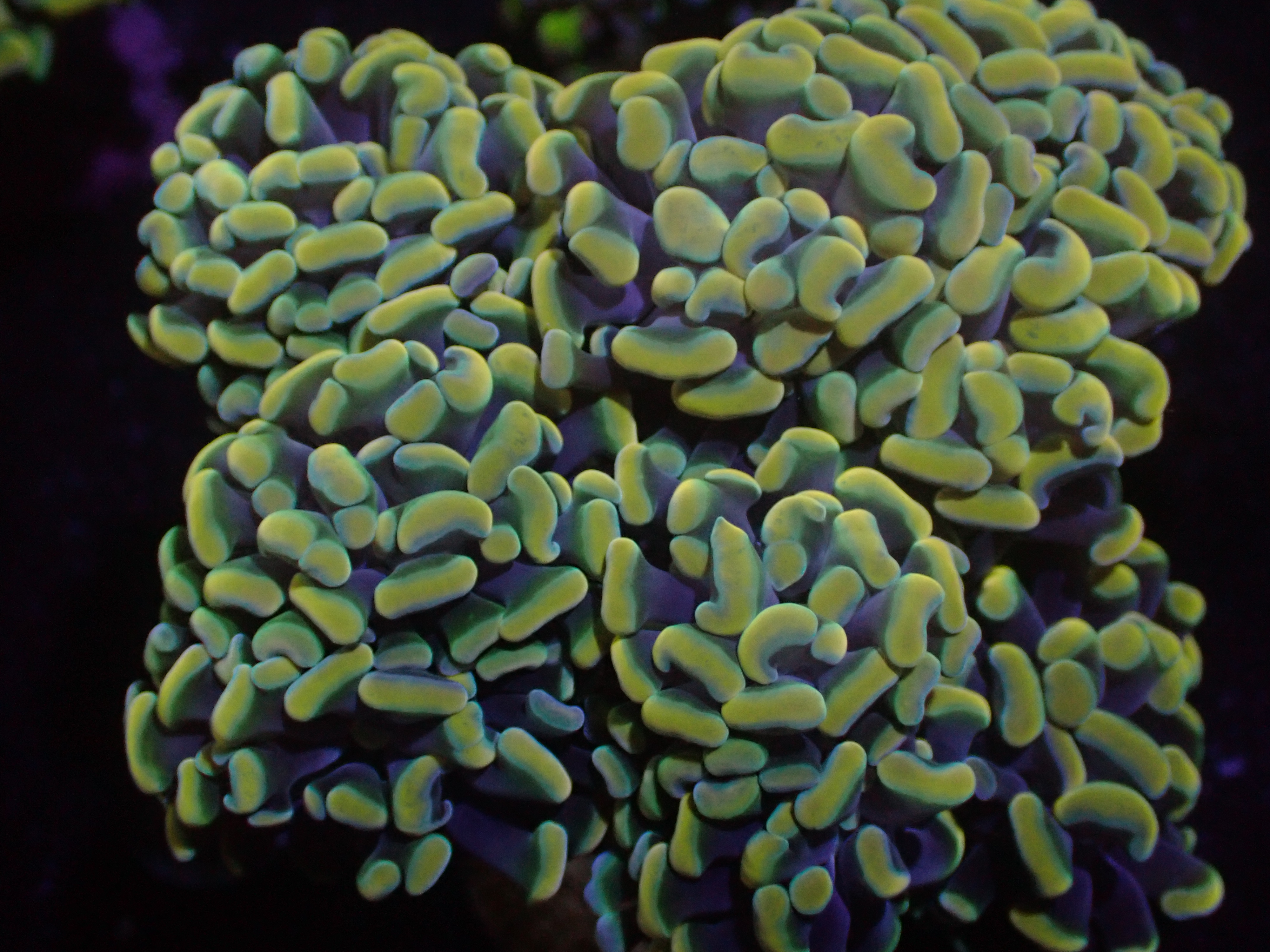 Euphyllia Paraancora 1 Kopf Euphyllia Paraancora 1 Kopf