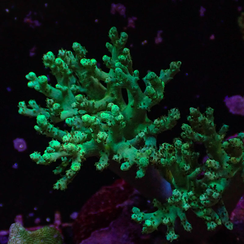 Lederkoralle Lederkoralle