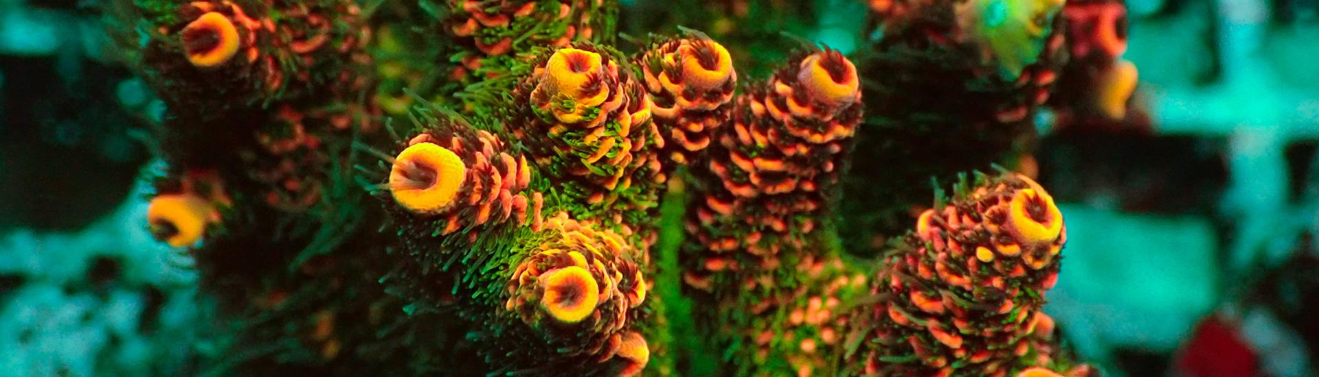 acropora_whatsappgruppe Acropora SPS Korallen in Gelb, Grün, Rot und Blau – farbenprächtige Riffkorallen online kaufen