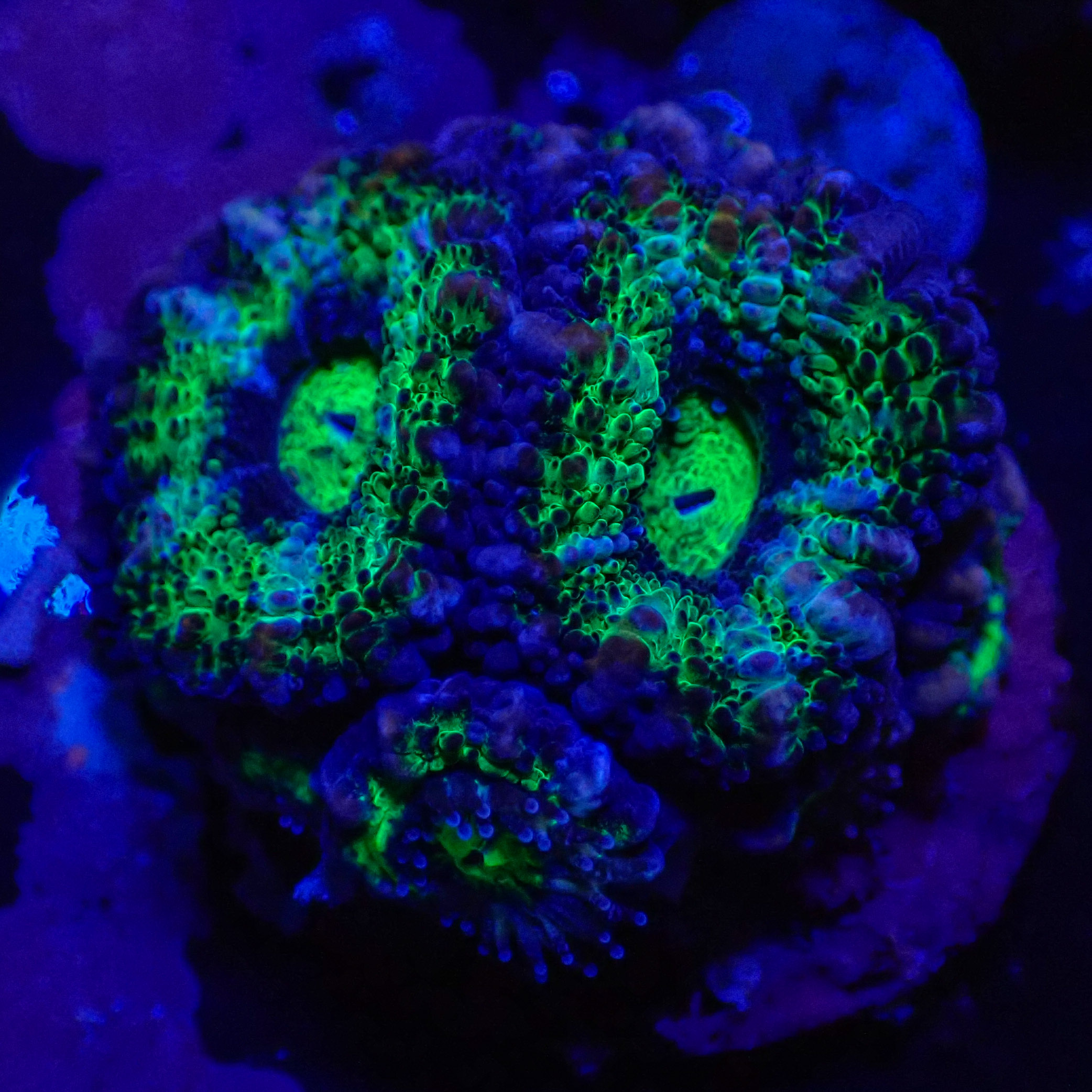 Acanthastrea lordhowensis DNZ Frag 02 Acanthastrea lordhowensis DNZ Frag 02