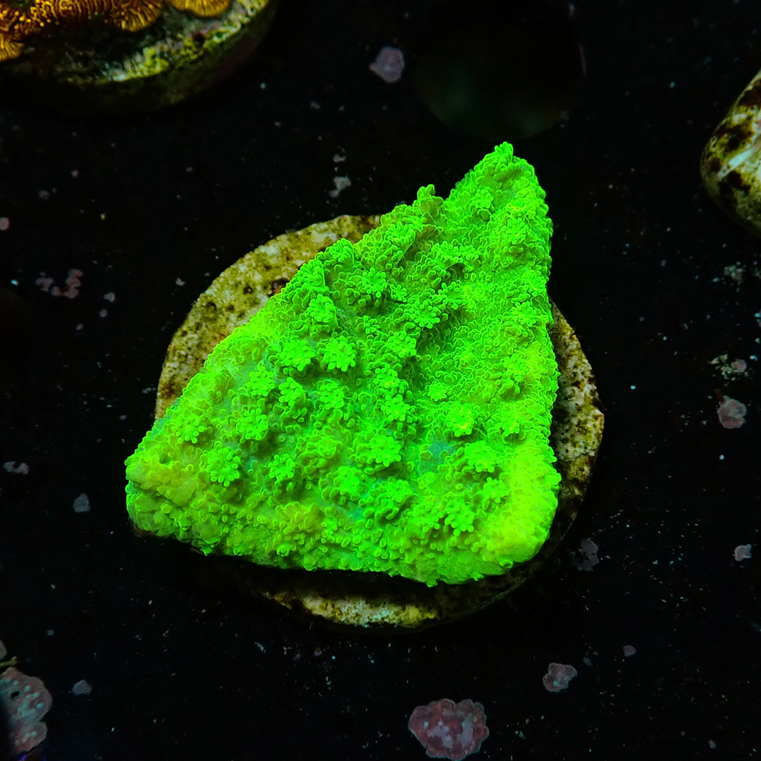 Montipora Toxic Frag 03