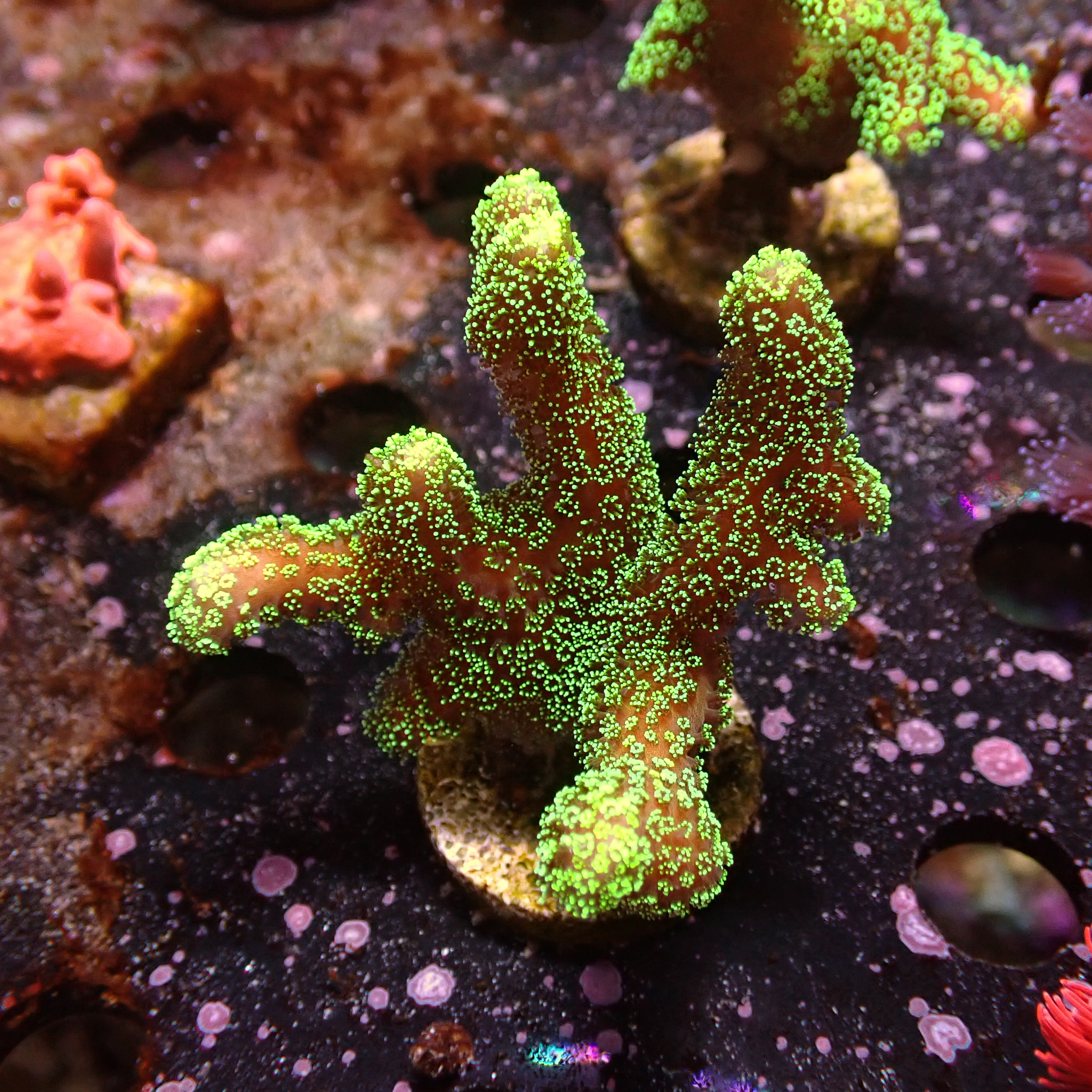 Stylophora grün Frag 01 Stylophora grün Frag 01