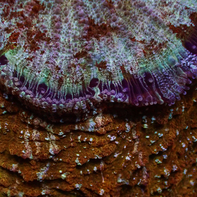 Acanthophyllia Acanthophyllia