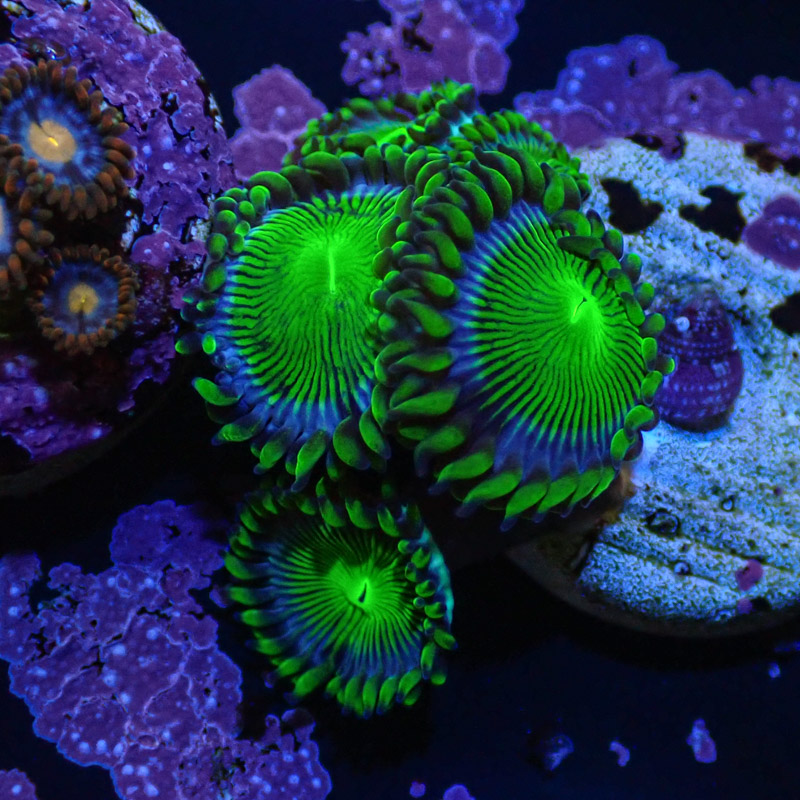 Zoanthus MC Blue Panama Zoanthus MC Blue Panama