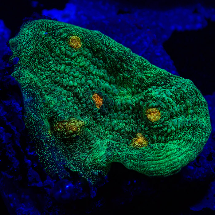 Chalice MC Space Invader Frag 02 Chalice MC Space Invader Frag 02