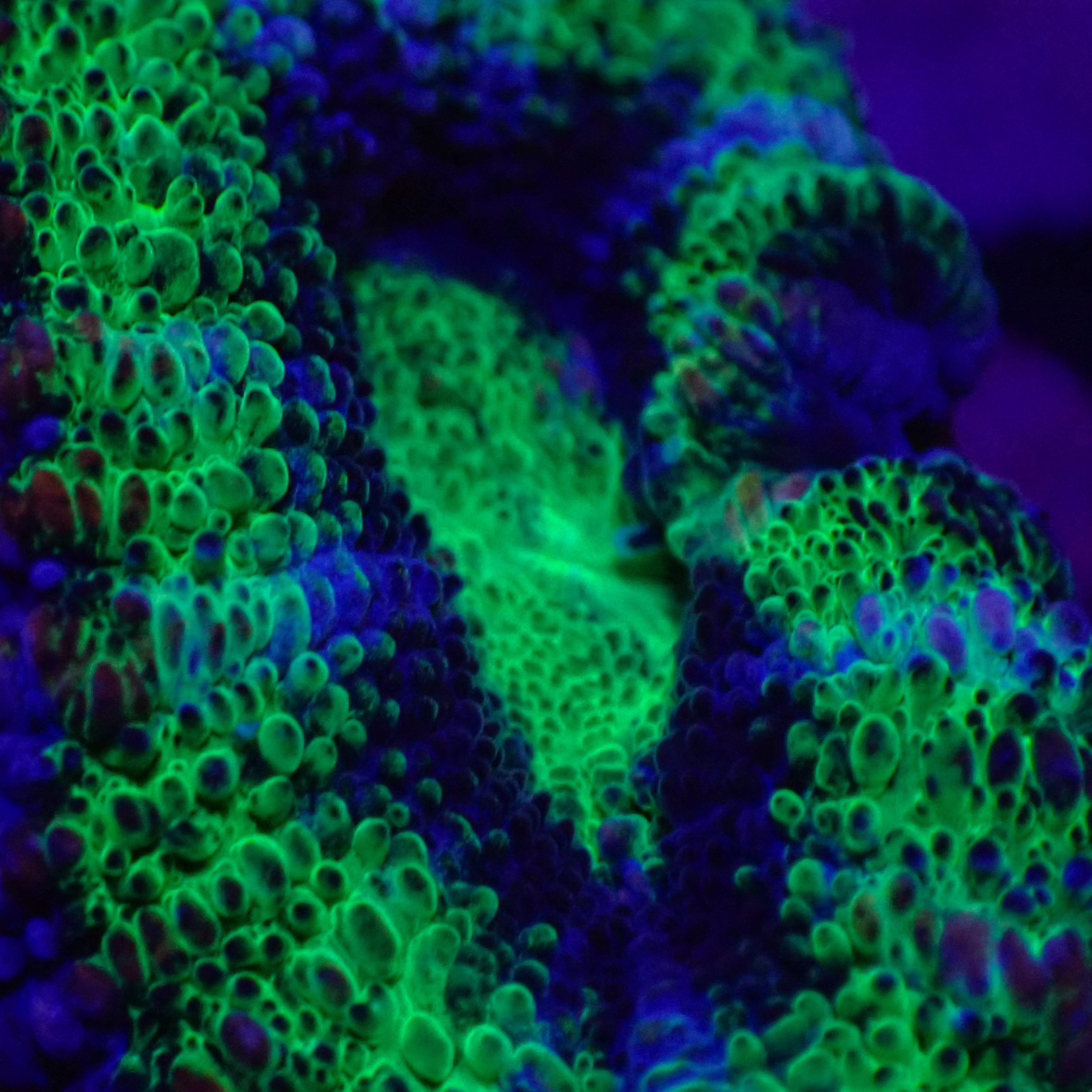 Acanthastrea lordhowensis DNZ Frag 03 Acanthastrea lordhowensis DNZ Frag 03