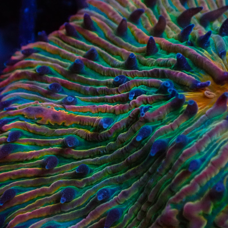 Fungia 24k Rainbow