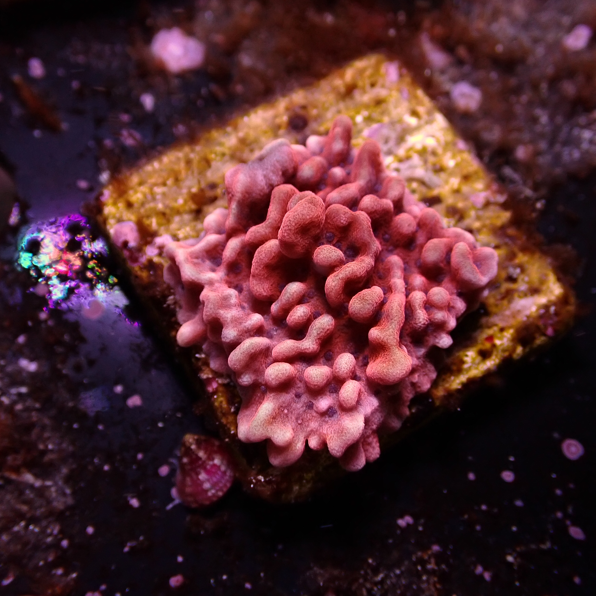Montipora Mean Streak Frag 02