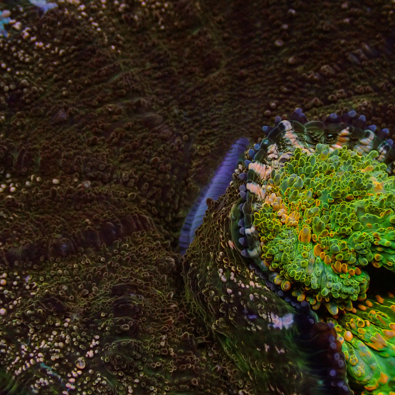 Acanthophyllia Acanthophyllia