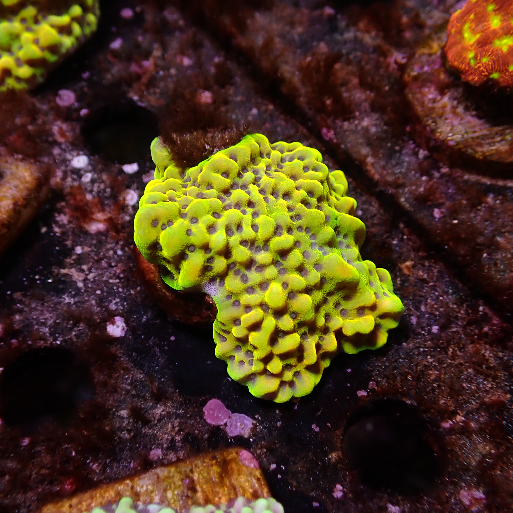 Montipora Kung Pao Frag 03 Montipora Kung Pao Frag 03