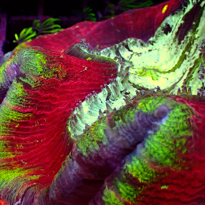 Trachyphyllia Trachyphyllia