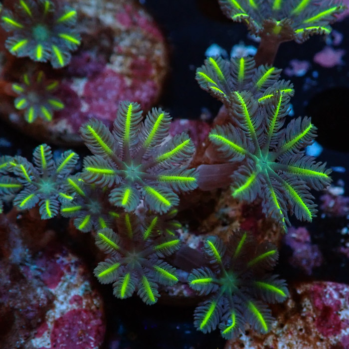 Clavularia MC Ultra Green