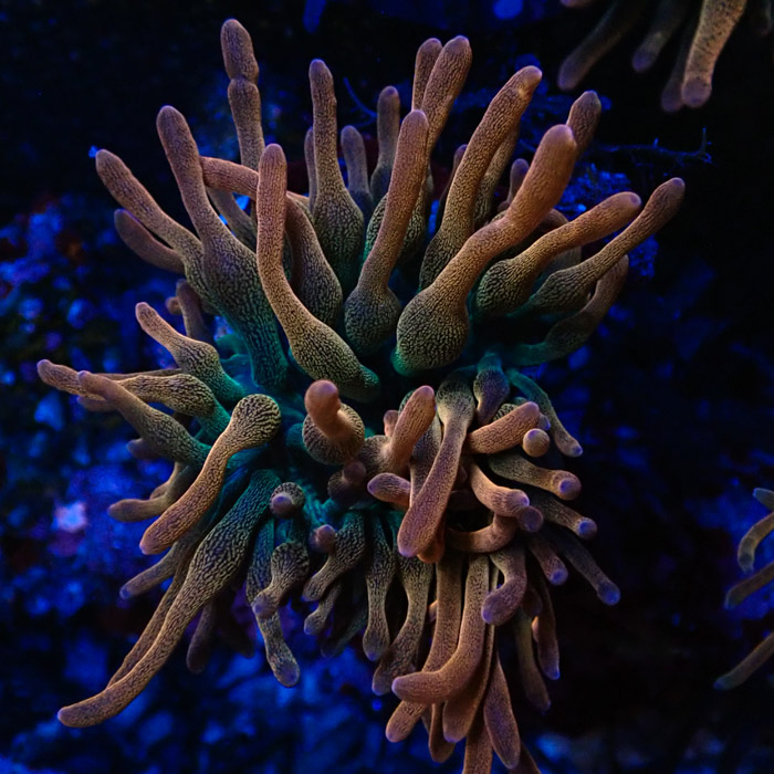 Entacmaea MC Quadricolor Sunburst Entacmaea MC Quadricolor Sunburst