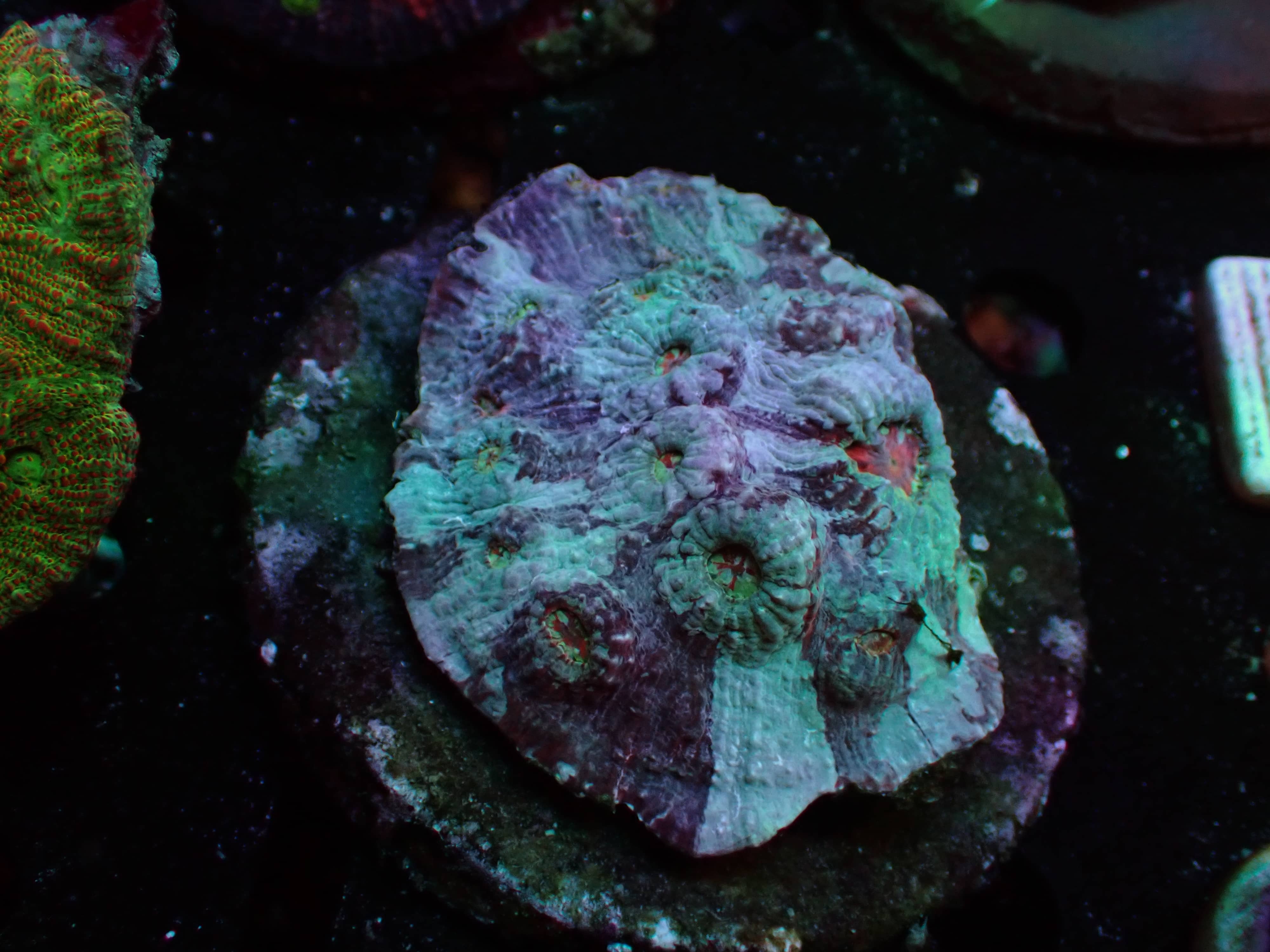 chalice_03