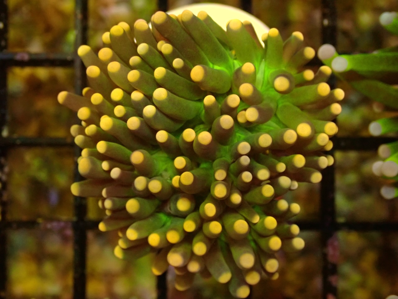 Euphyllia glabrescens grün mit gelben Tips