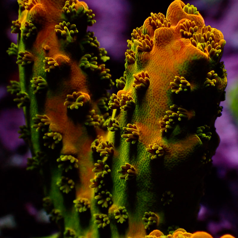 Acropora SPS Koralle Acropora in Grün und Orange mit feinen Polypen