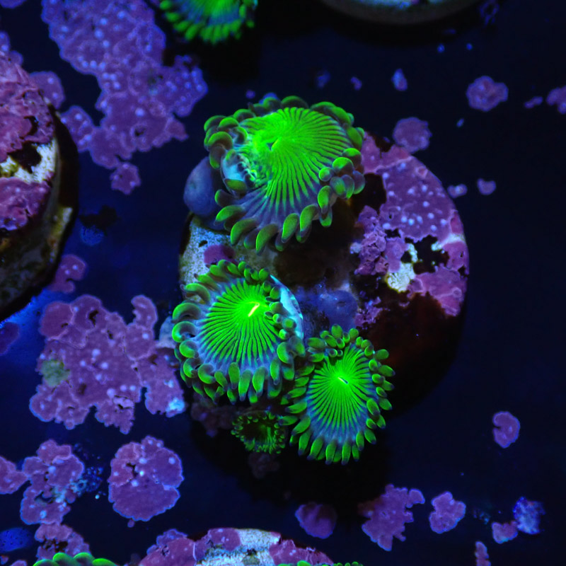 Zoanthus MC Blue Panama Zoanthus MC Blue Panama