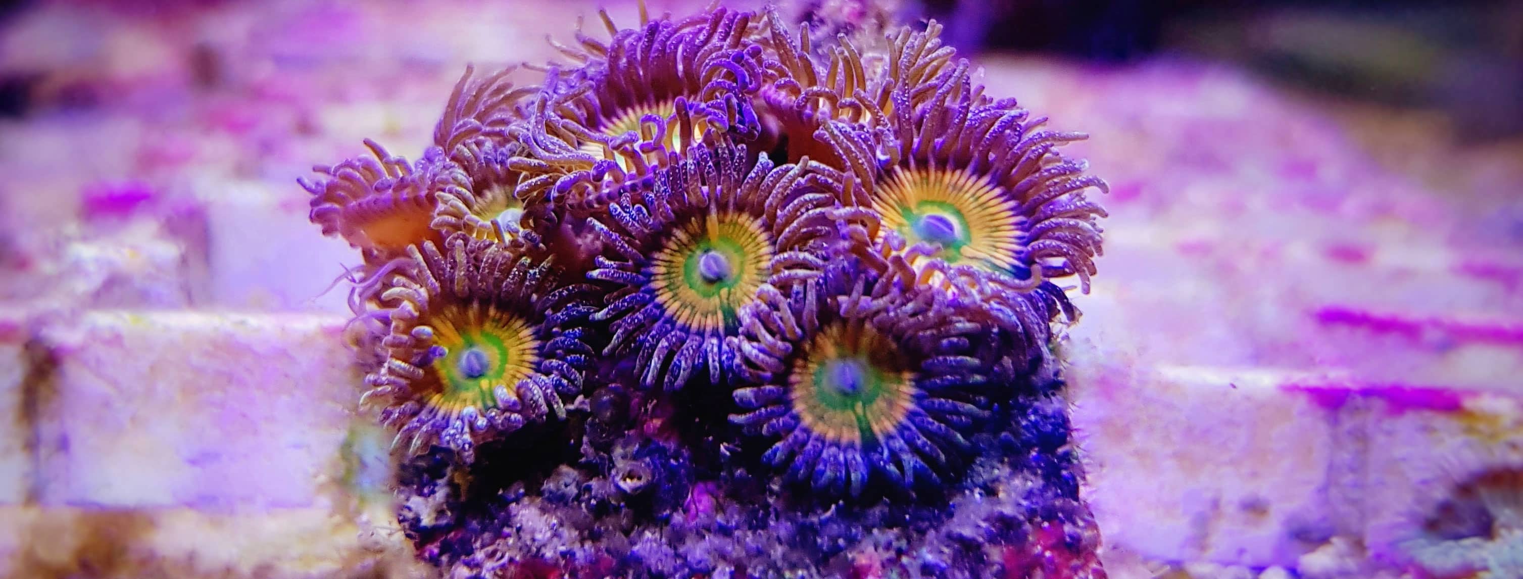 tmc-shop-warum-nachzuchten Zoanthus Kolonie mit intensiven Farben auf Ablegerstein