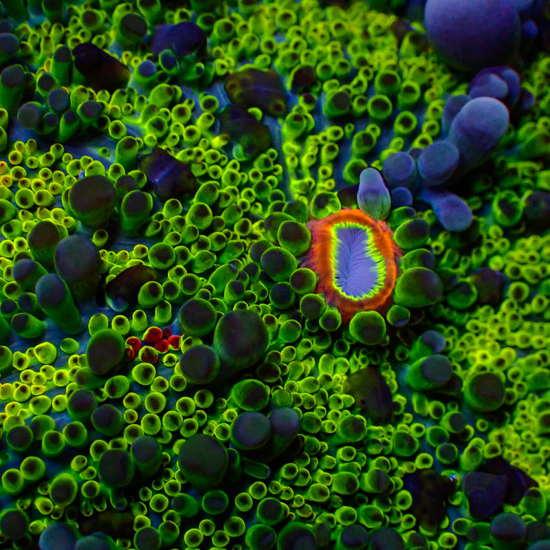 Ricordea Yuma Ricordea Yuma