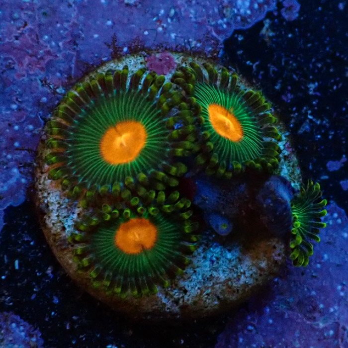 Zoanthus Green Bay Packers Zoanthus Green Bay Packers