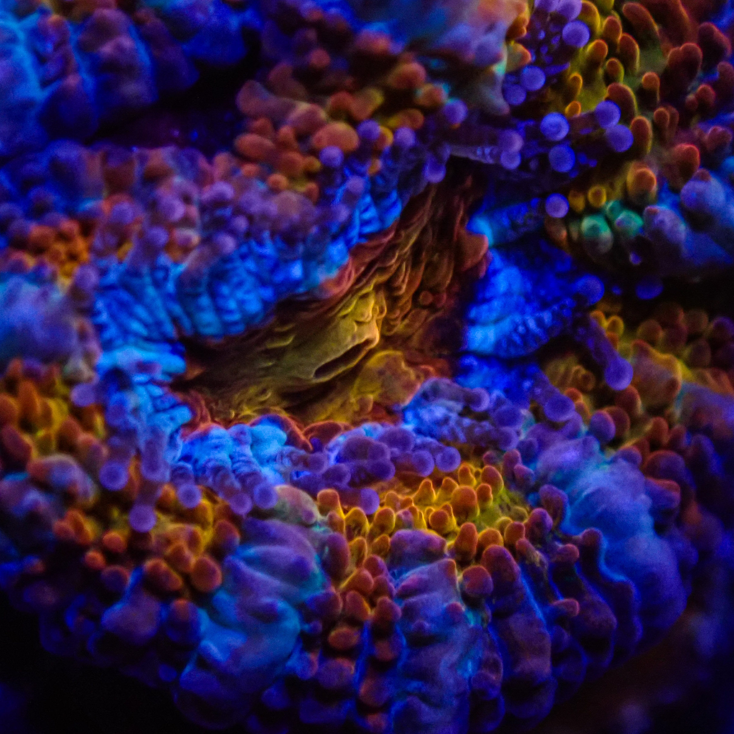 Acanthastrea MC Rainbow Frag 01