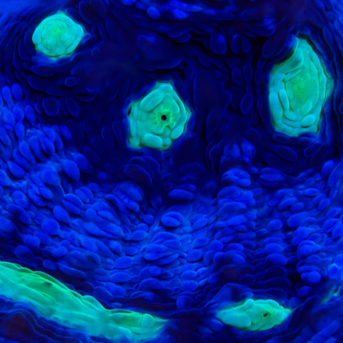 Chalice MC Chernobyl Frag 01 Chalice MC Chernobyl Frag 01