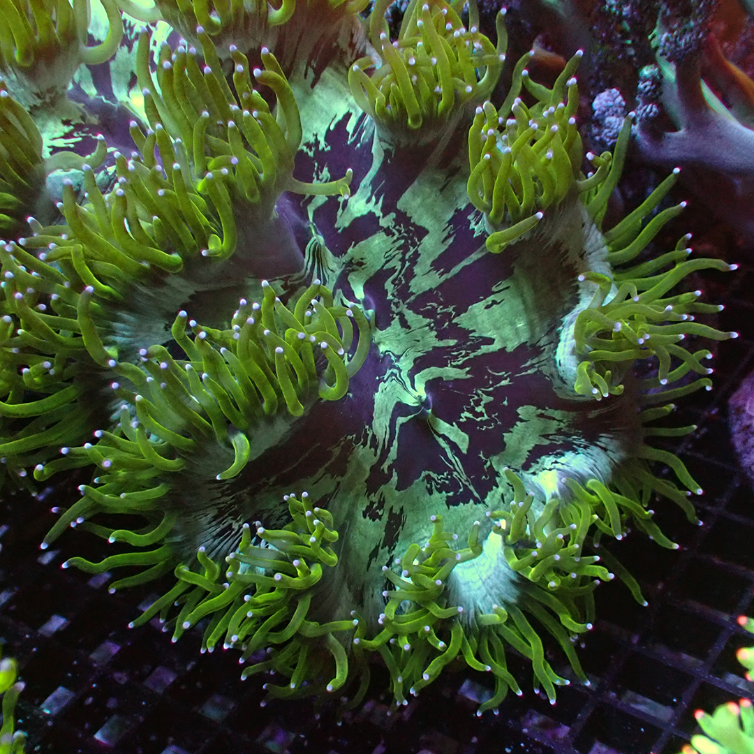 Catalaphyllia Tricolor Catalaphyllia Tricolor