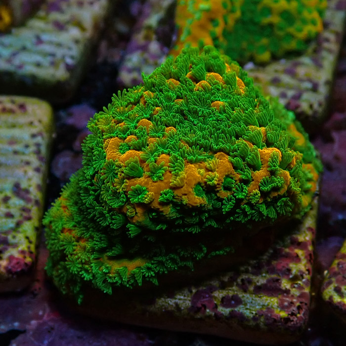 Montipora MC Sweet Tooth Frag 04