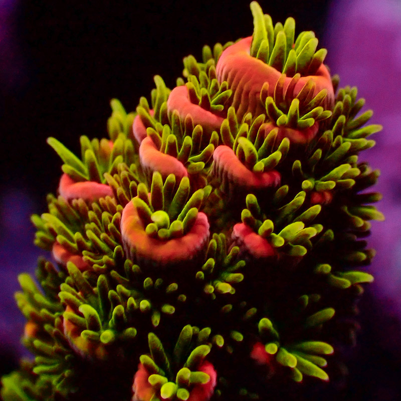 Acropora MC Millepora Golden Goose Acropora MC Millepora Golden Goose