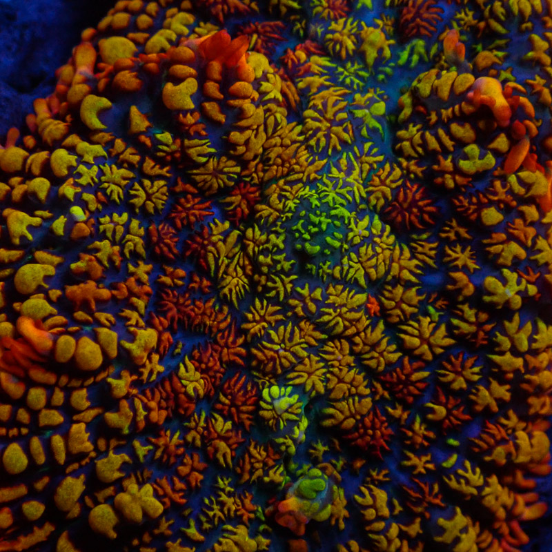 Rhodactis Mowi Wowi Rhodactis Mowi Wowi