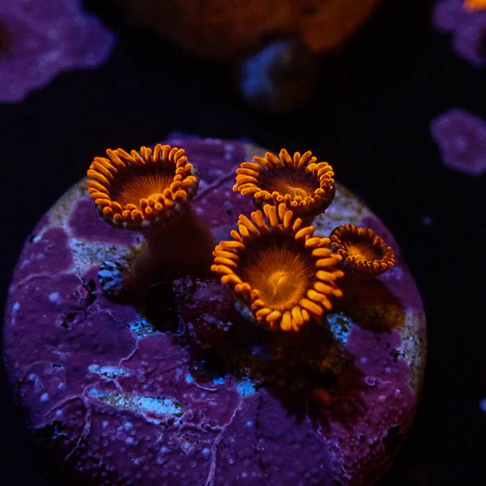 Zoanthus sp. Bam Bam Frag 03