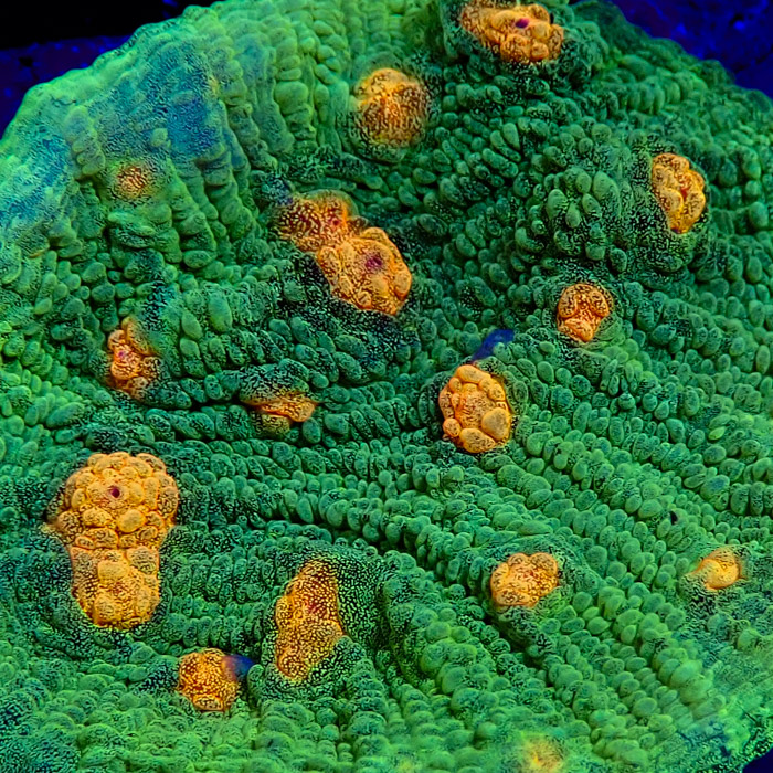 Chalice MC Space Invader Frag 05 Chalice MC Space Invader Frag 05