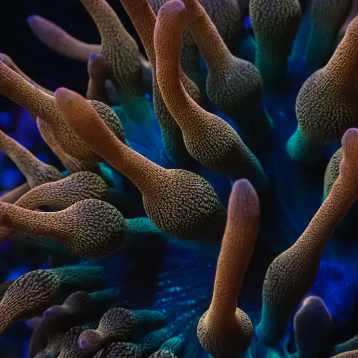 Entacmaea MC Quadricolor Sunburst Entacmaea MC Quadricolor Sunburst