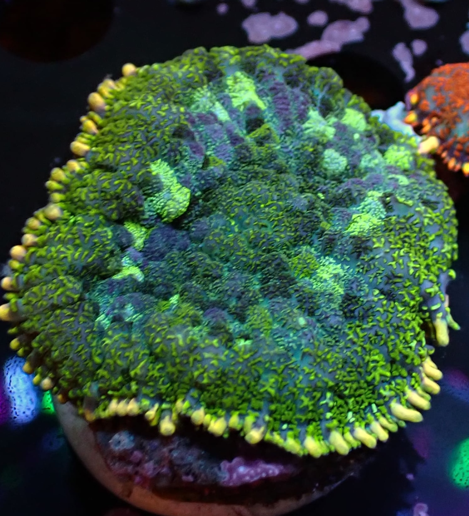 Rhodactis dunkelgrün/hellgrün/blau DNZ Rhodactis dunkelgrün/hellgrün/blau DNZ