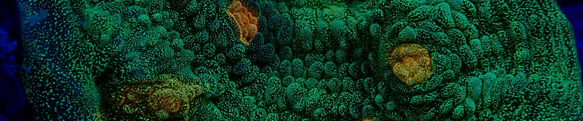 chalice_kategorie-header chalice_kategorie-header