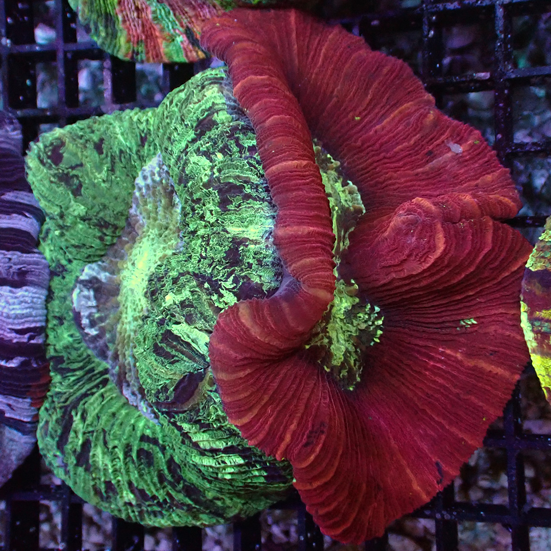 Trachyphyllia Doppelhead